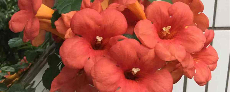 凌霄花有没有花和果实 凌霄花有没有花和果实