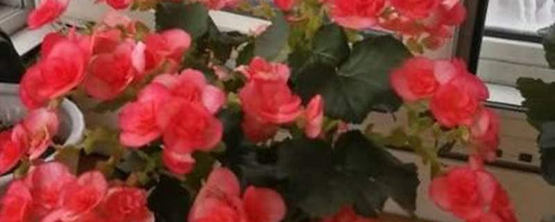丽格海棠有没有花和果实 丽格海棠有没有花和果实