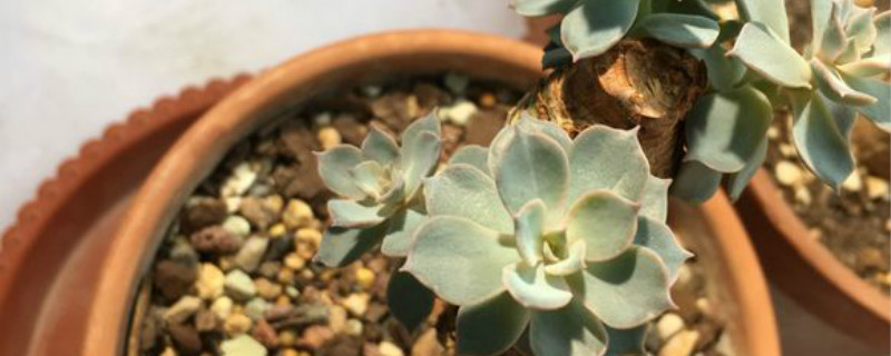 蓝石莲有没有花和果实 蓝石莲有没有花和果实