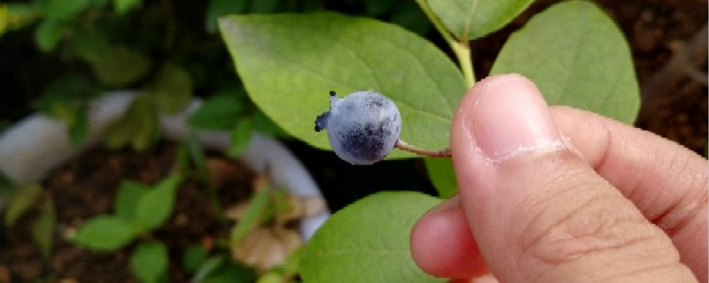 蓝莓有没有花和果实 蓝莓有没有花和果实