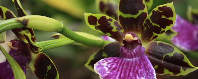 兰花有没有花和果实 兰花有没有花和果实