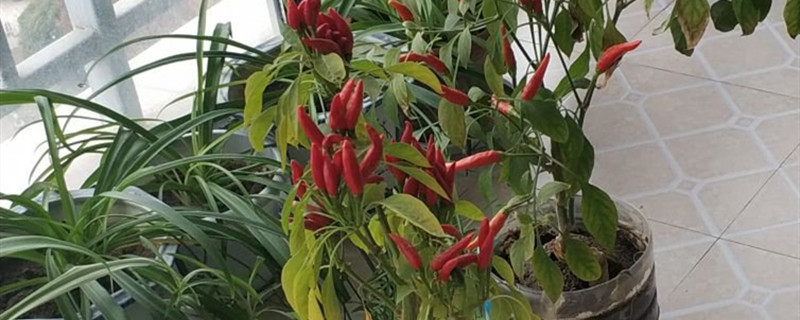 辣椒有没有花和果实 辣椒有没有花和果实