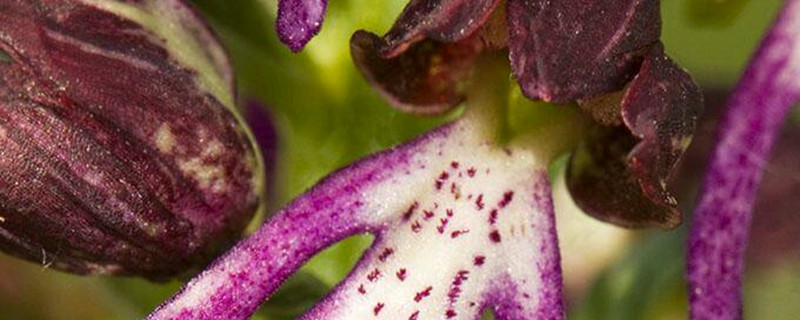 宽叶红门兰有没有花和果实 宽叶红门兰有没有花和果实