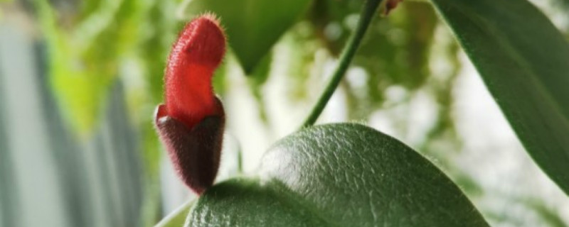 口红花有没有花和果实 口红花有没有花和果实