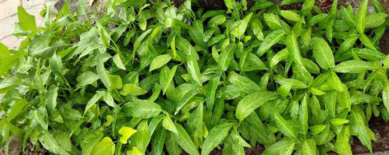 空心菜有没有花和果实 空心菜有没有花和果实