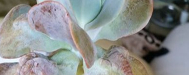 卡梅奥有没有花和果实 卡梅奥有没有花和果实