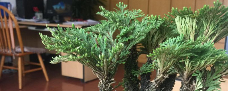 卷柏有没有花和果实 卷柏有没有花和果实