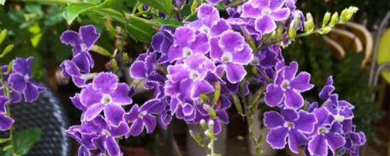 假连翘有没有花和果实 假连翘有没有花和果实