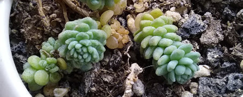 姬星美人有没有花和果实 姬星美人有没有花和果实