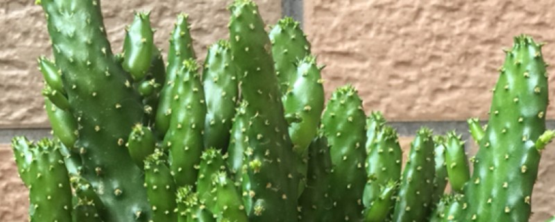 姬珊瑚有没有花和果实 姬珊瑚有没有花和果实