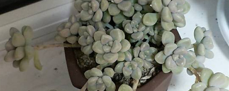 姬秋丽有没有花和果实 姬秋丽有没有花和果实