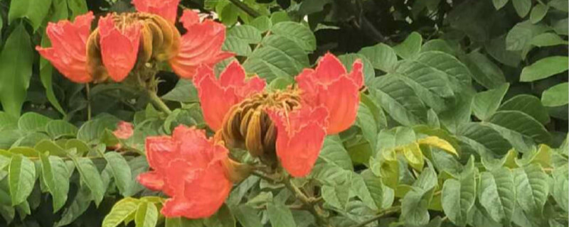 火焰树有没有花和果实 火焰树有没有花和果实