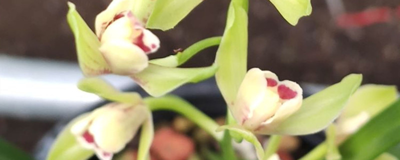 蕙兰有没有花和果实 蕙兰有没有花和果实