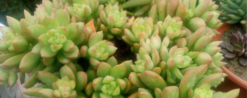 黄丽有没有花和果实 黄丽有没有花和果实