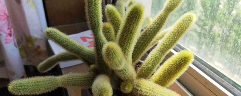 黄金钮有没有花和果实 黄金钮有没有花和果实