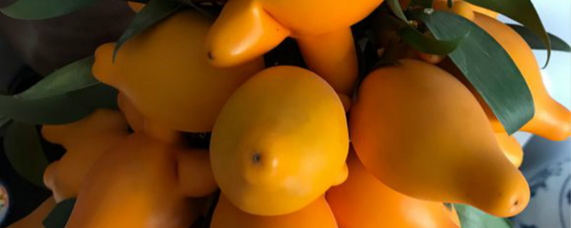 黄金果有没有花和果实 黄金果有没有花和果实