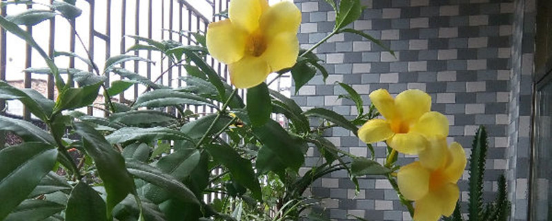 黄蝉有没有花和果实 黄蝉有没有花和果实