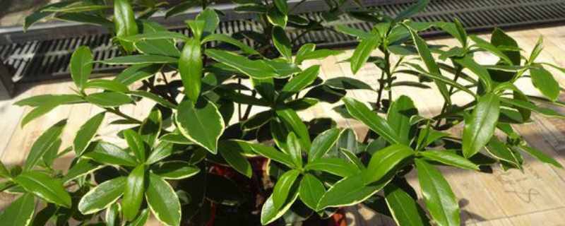 金边瑞香有没有花和果实 金边瑞香有没有花和果实