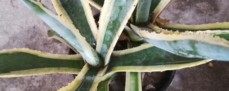 金边龙舌兰有没有花和果实 金边龙舌兰有没有花和果实