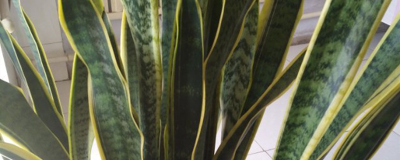 金边虎皮兰有没有花和果实 金边虎皮兰有没有花和果实