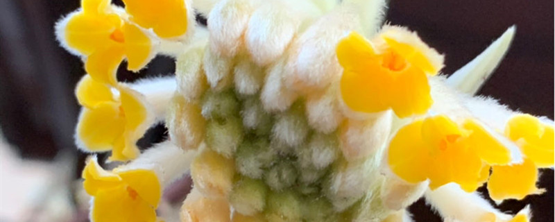 结香有没有花和果实 结香有没有花和果实