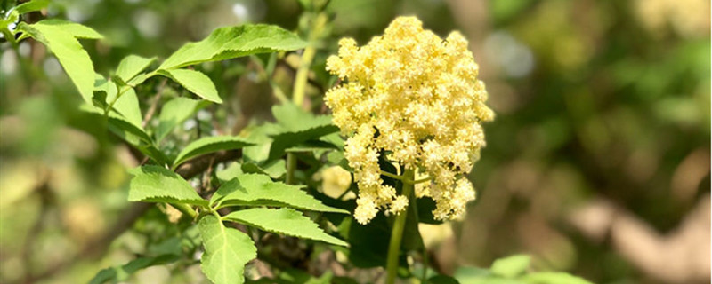 接骨木有没有花和果实 接骨木有没有花和果实