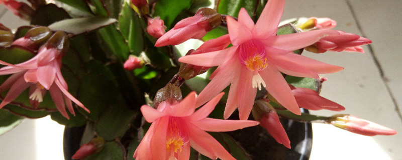 假昙花有没有花和果实 假昙花有没有花和果实