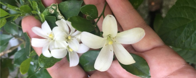 九里香有没有花和果实 九里香有没有花和果实