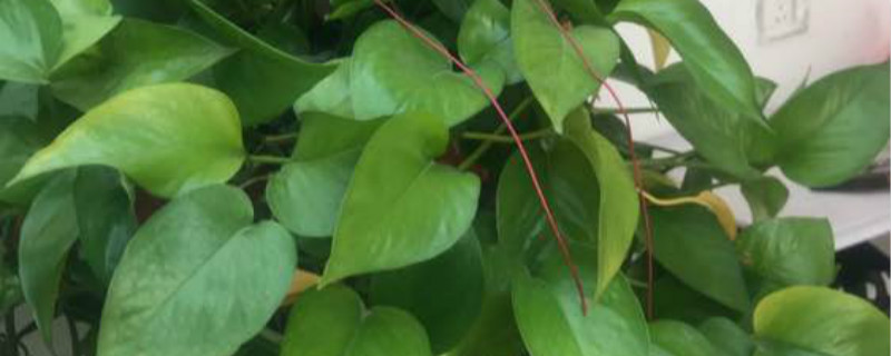 锦屏藤有没有花和果实 锦屏藤有没有花和果实