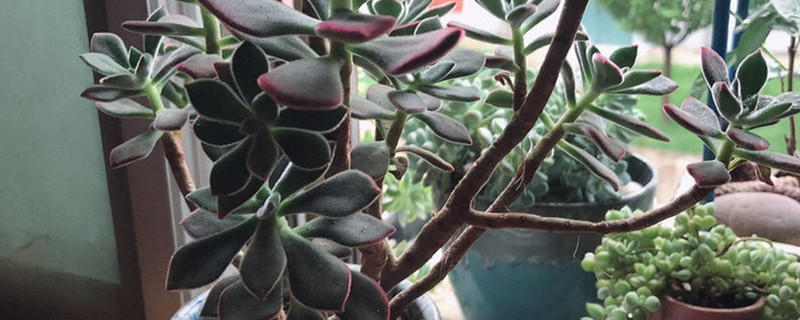 锦晃星有没有花和果实