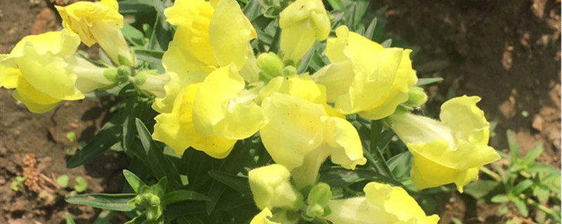 金鱼草有没有花和果实 金鱼草有没有花和果实