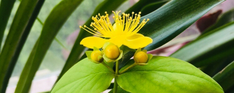 金丝梅有没有花和果实 金丝梅有没有花和果实