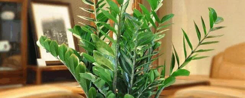 金钱树有没有花和果实 金钱树有没有花和果实
