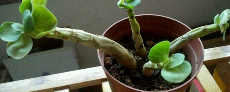 金钱木有没有花和果实 金钱木有没有花和果实