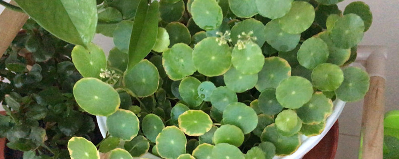 金钱草有没有花和果实 金钱草有没有花和果实
