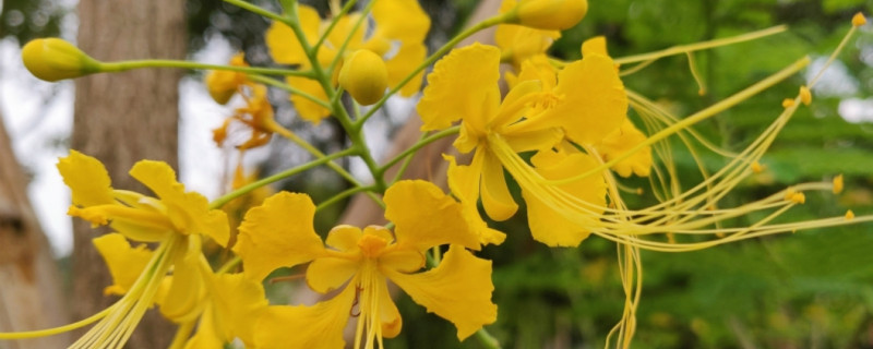 金缕梅有没有花和果实 金缕梅有没有花和果实