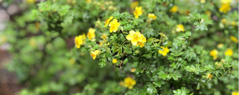 金露梅有没有花和果实 金露梅有没有花和果实