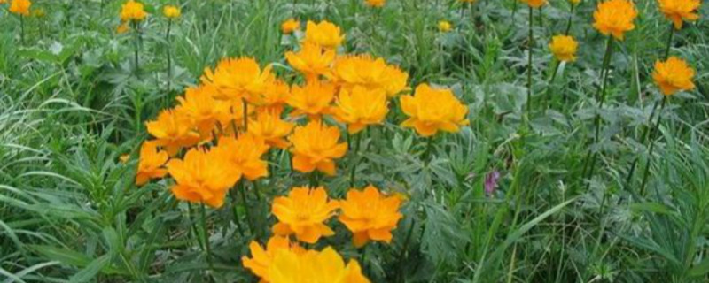 金莲花有没有花和果实 金莲花有没有花和果实