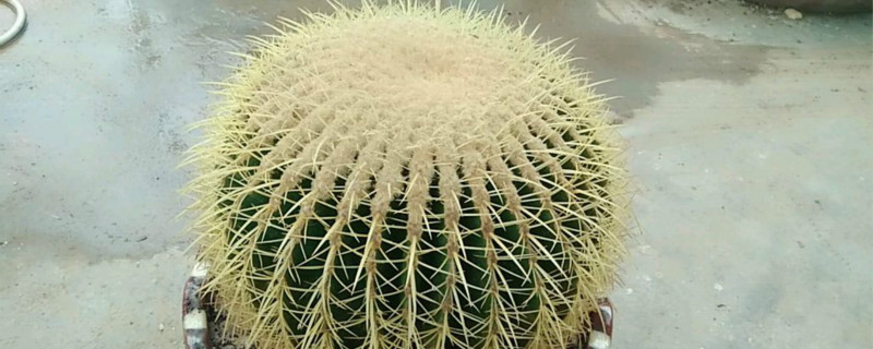 金琥球有没有花和果实 金琥球有没有花和果实