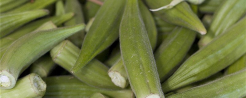 秋葵有没有花和果实 秋葵有没有花和果实