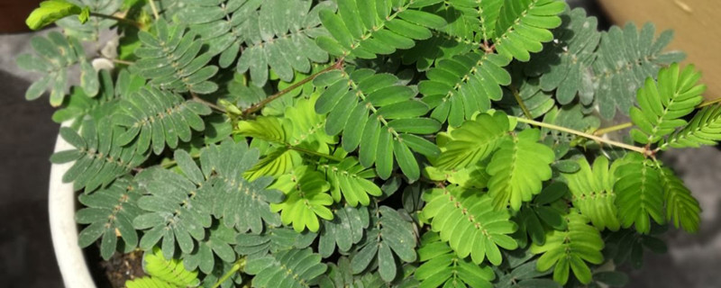 清香木有没有花和果实