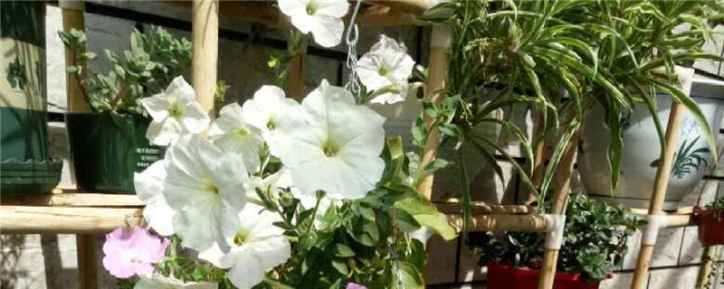 牵牛花有没有花和果实 牵牛花有没有花和果实