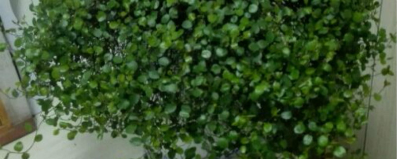 千叶吊兰有没有花和果实 千叶吊兰有没有花和果实