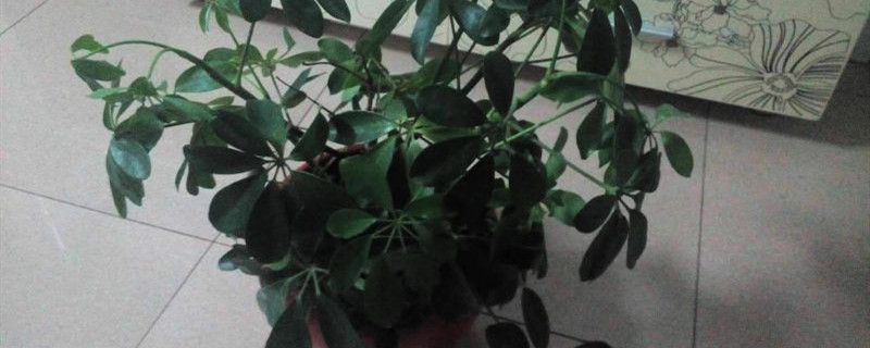 七叶莲有没有花和果实 七叶莲有没有花和果实