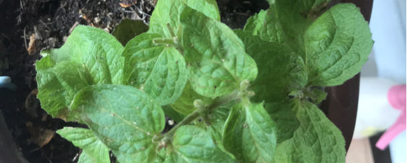 蒲包花有没有花和果实 蒲包花有没有花和果实