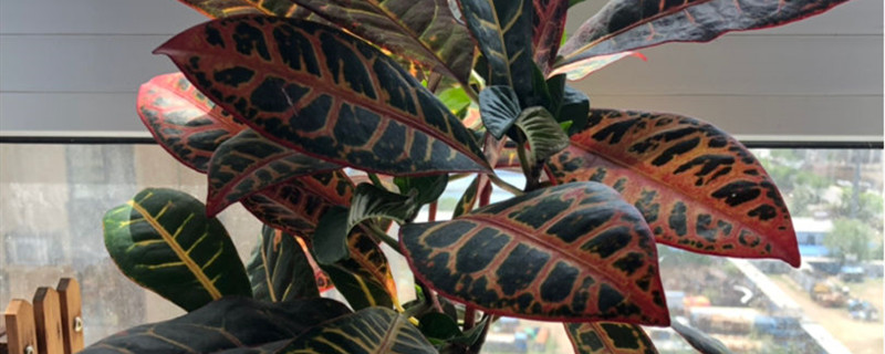 洒金榕有没有花和果实
