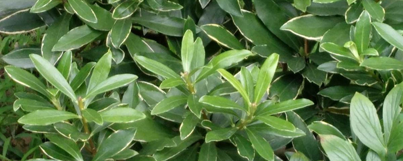 瑞香有没有花和果实 瑞香有没有花和果实