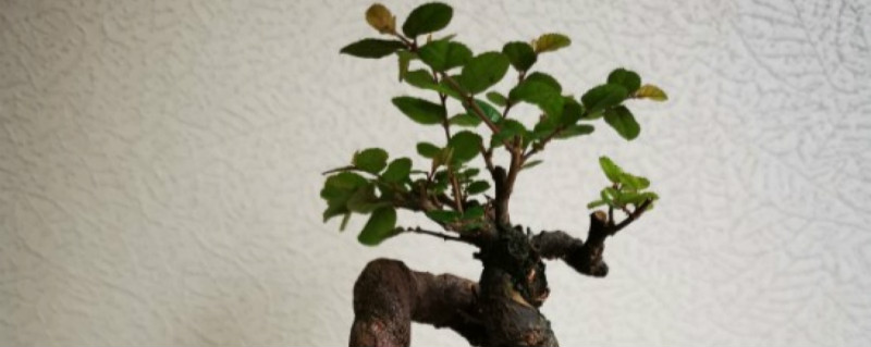 雀梅有没有花和果实 雀梅有没有花和果实