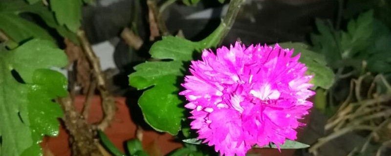 瞿麦有没有花和果实 瞿麦有没有花和果实