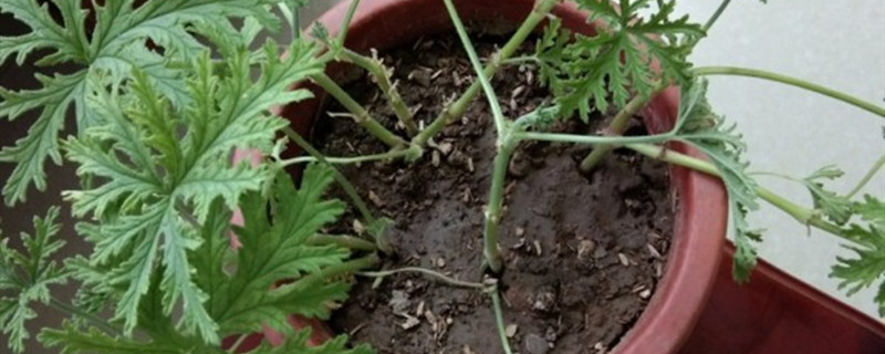 驱蚊草有没有花和果实